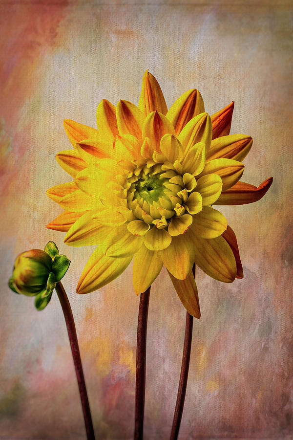 Yellow Dahlia Beauty Photograph by Garry Gay