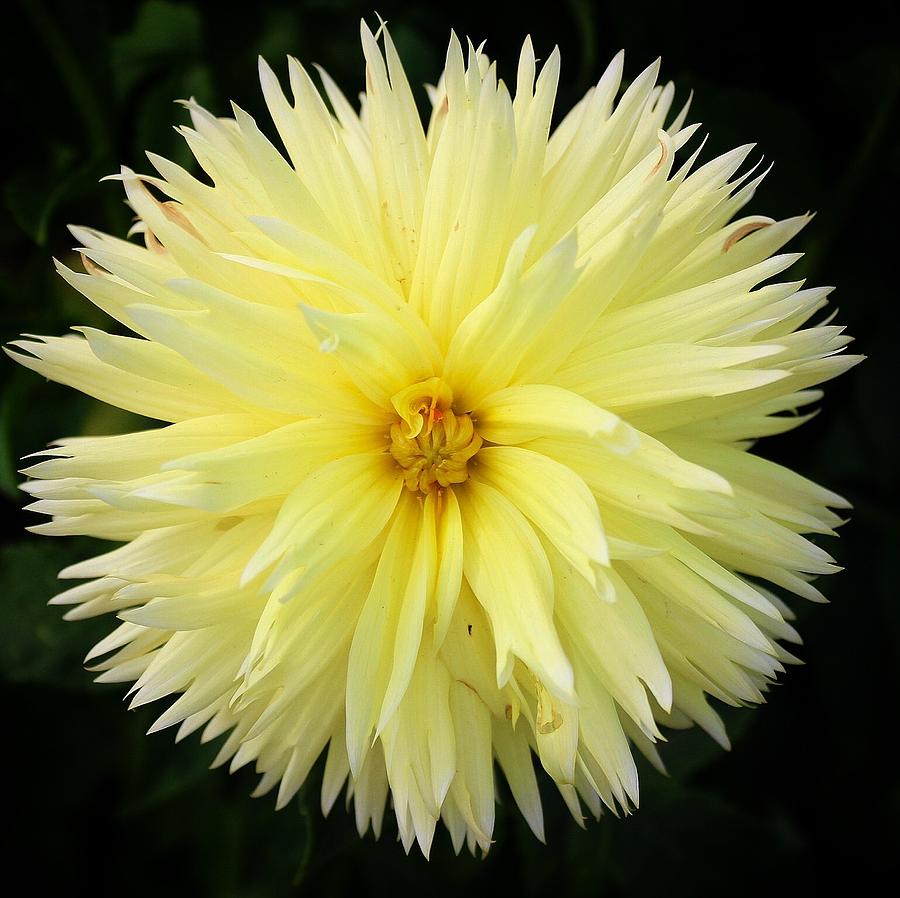Yellow Dahlia Photograph by Brian Eberly