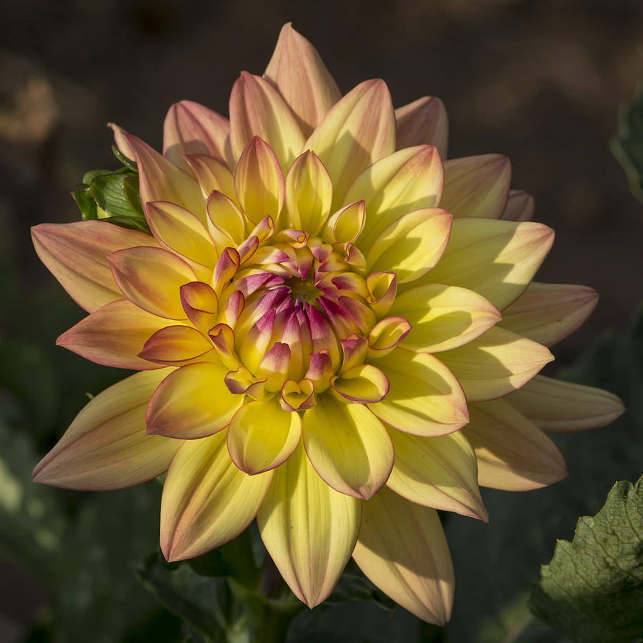 Flower Photograph - Yellow Dahlia by Bruce Frye
