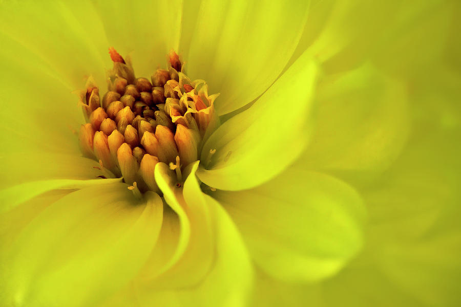 Yellow Dahlia Photograph by Carol Eade