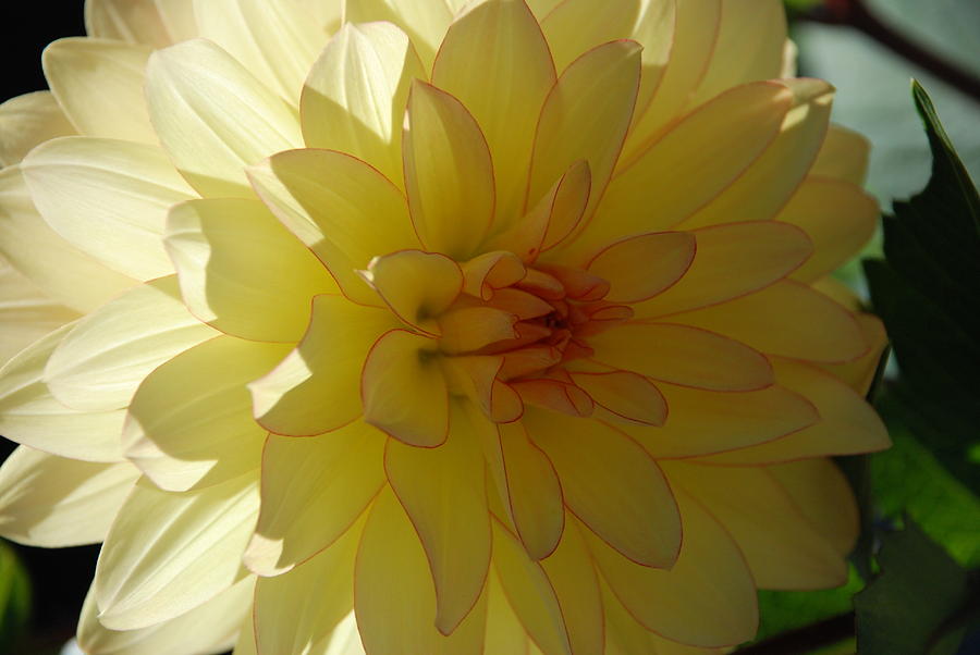 Yellow Dahlia Photograph by Carol Eliassen