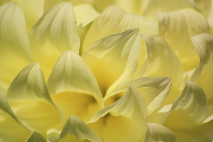 Yellow Dahlia Photograph by Christopher J Kirby