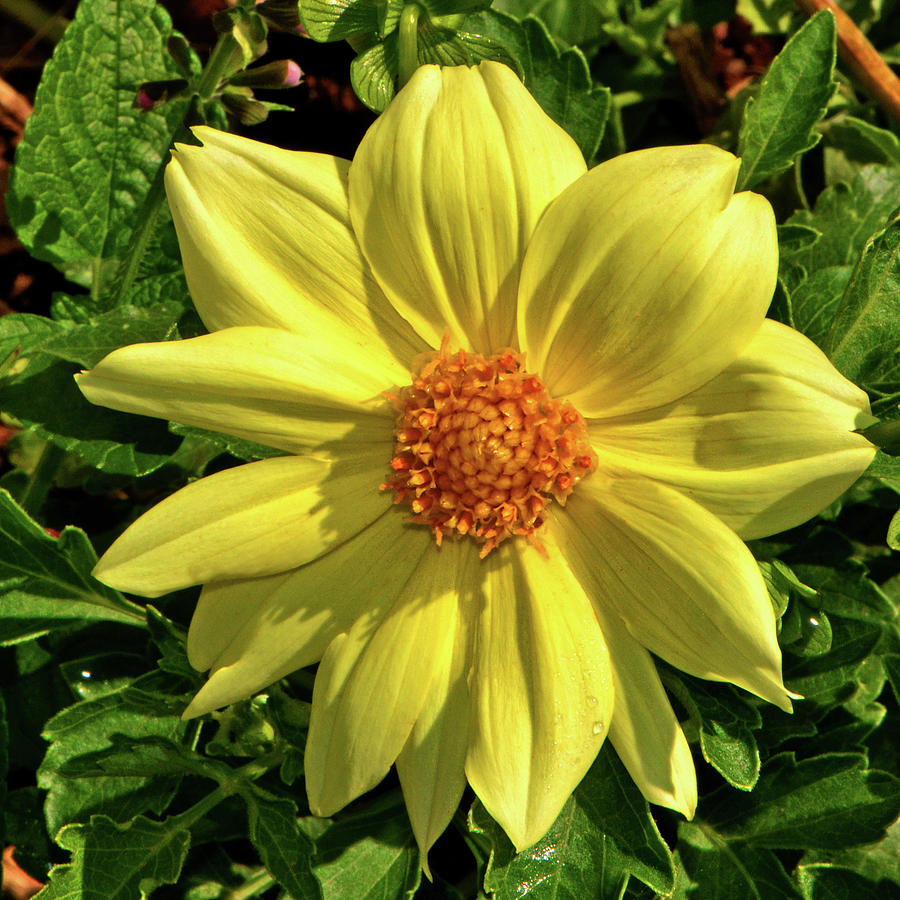 Yellow Dahlia Photograph by George Bostian