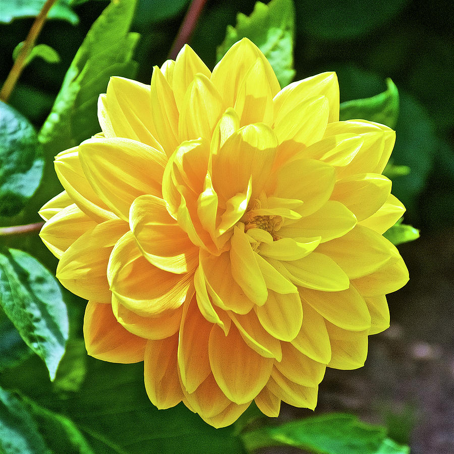 Yellow Dahlia in Golden Gate Park in San Francisco, California Photograph by Ruth Hager