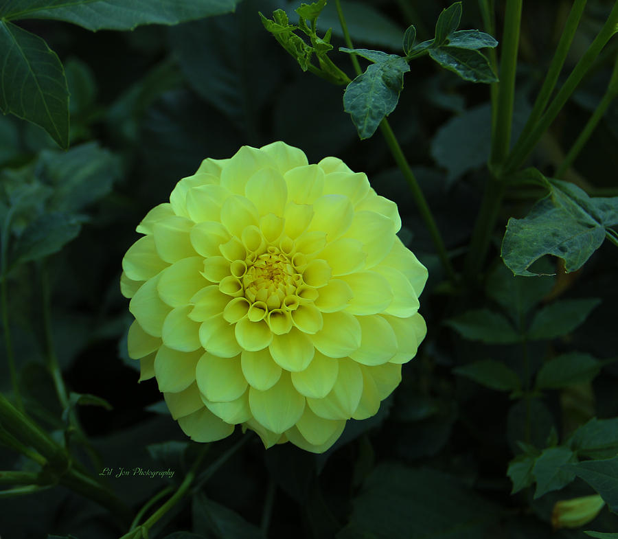 Yellow Dahlia Photograph by Jeanette C Landstrom