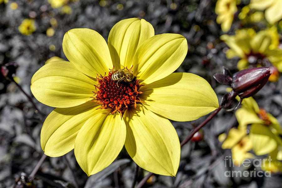 Yellow Dahlia Photograph by Baywest Imaging