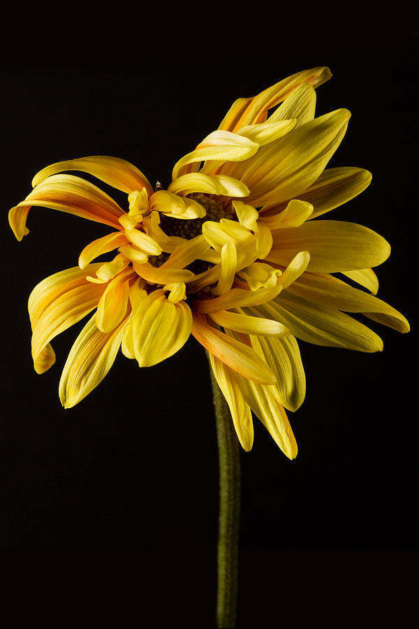 Flowers Still Life Photograph - Yellow Dahlia on Black by Cheryl Day