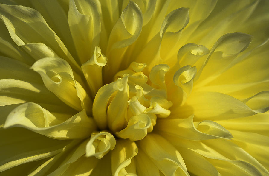 Yellow Dahlia Photograph by Richard Andrews