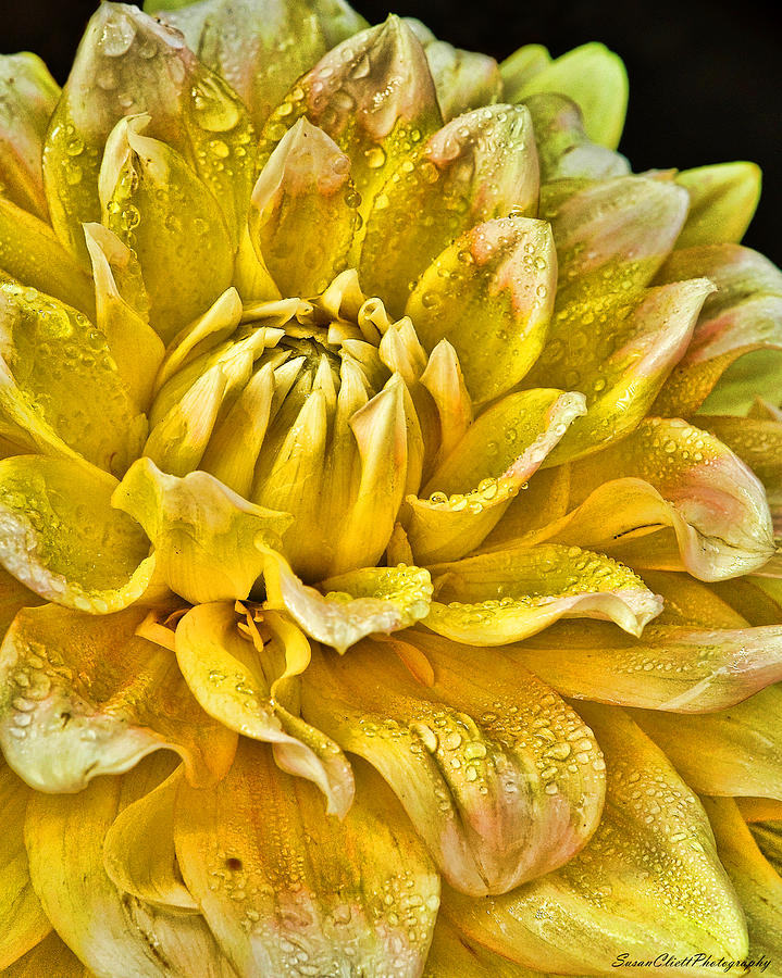 Yellow Dahlia Photograph by Susan Cliett
