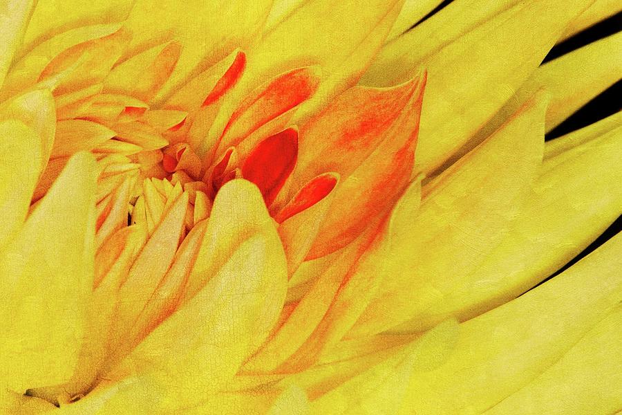 Yellow Dahlia Photograph by Winnie Chrzanowski