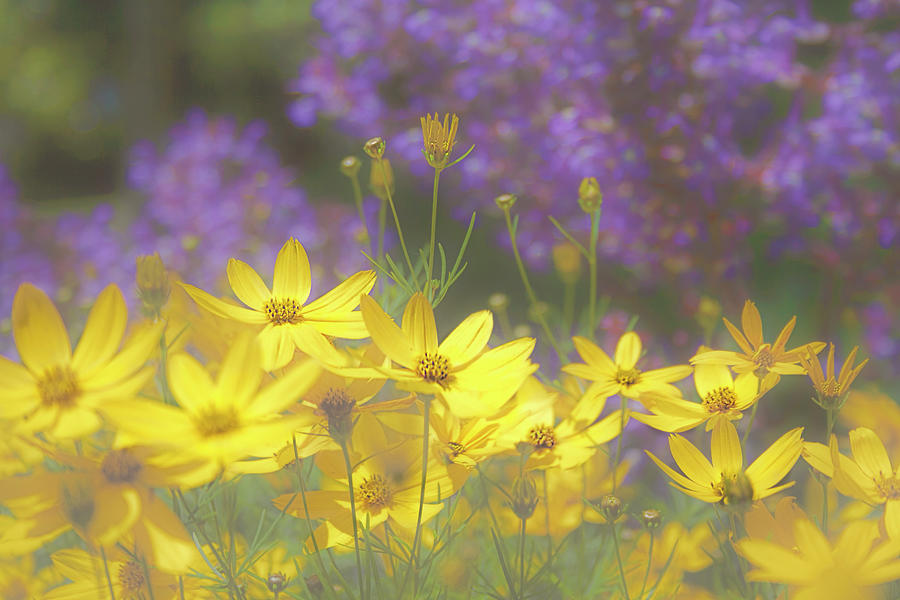 Yellow Daisies and Purple Flowers Photograph by Sherrie Triest