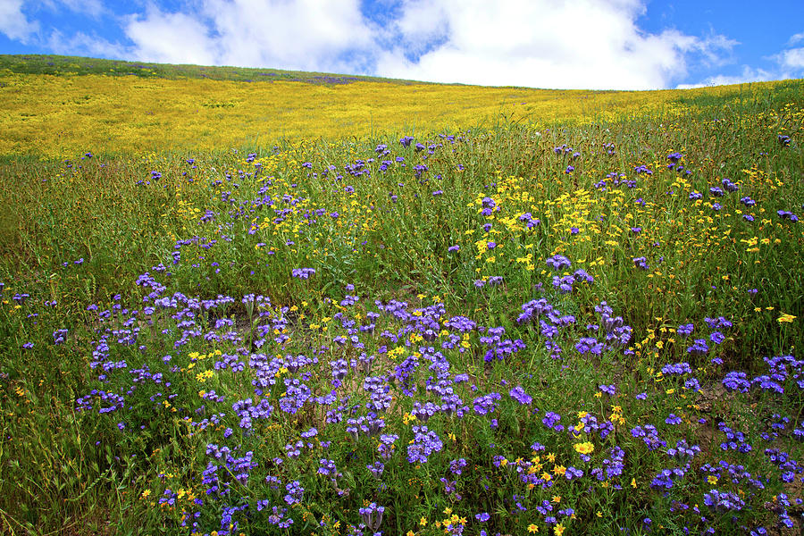 Yellow Daisies and Purple Phacelia on the Carrizo Plain - Superbloom 2017 Photograph by Lynn Bauer