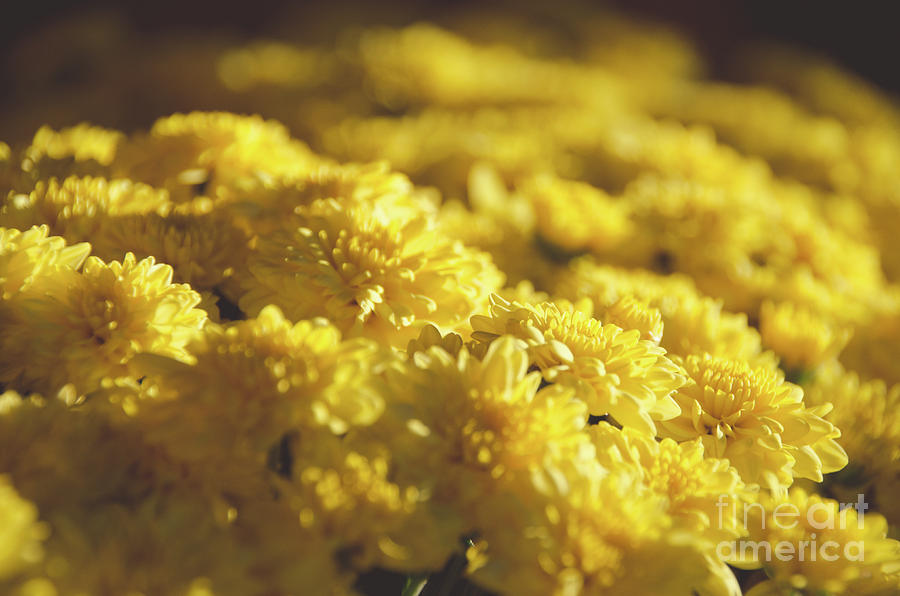 Yellow Daisies Photograph by Andrea Anderegg