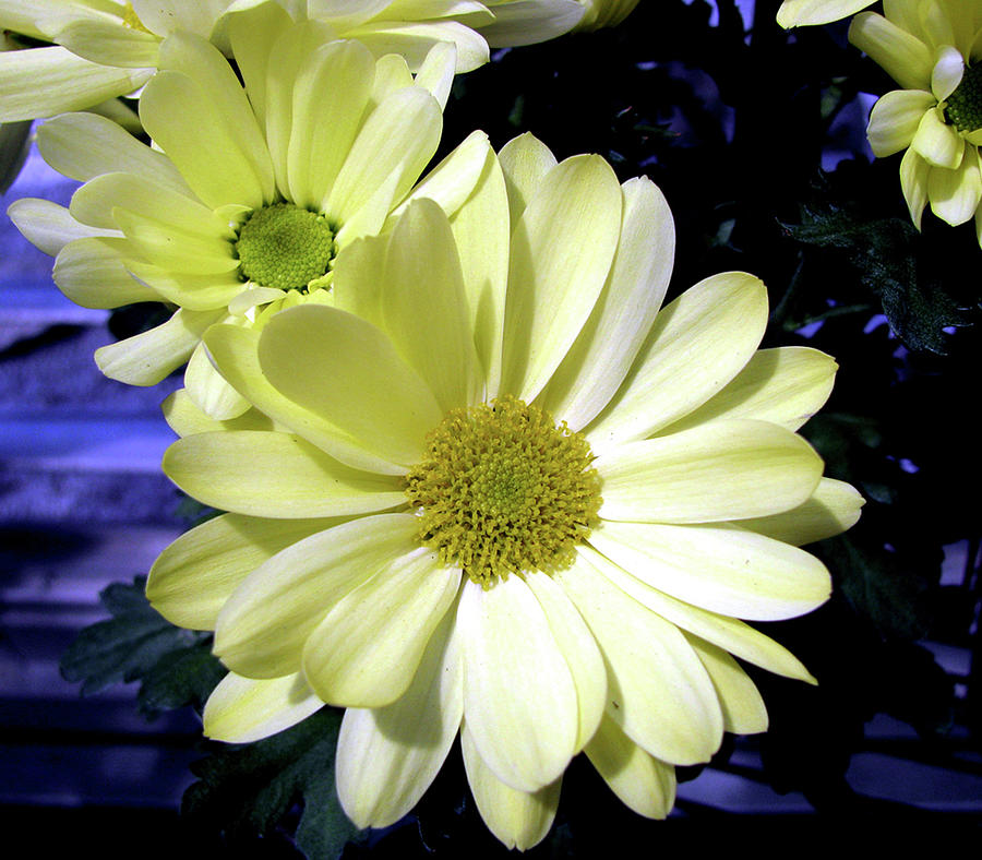 Yellow Daisies Photograph by Donna Brown