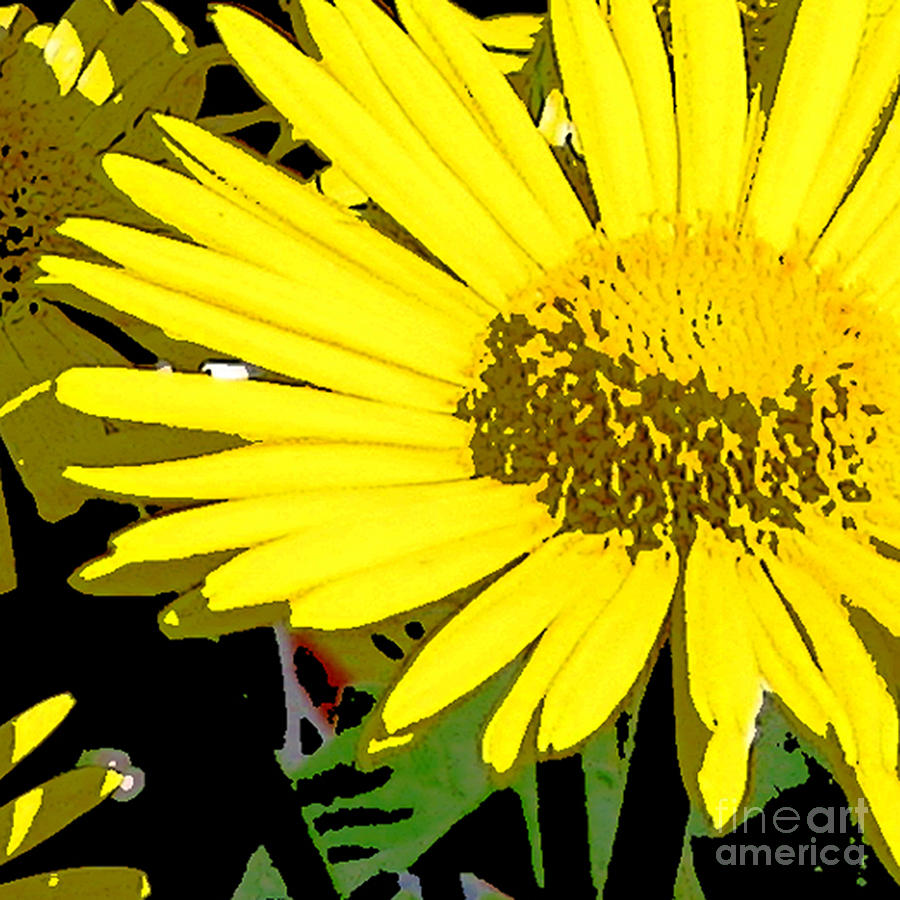 Yellow Daisies Digital Art by Marsha Young