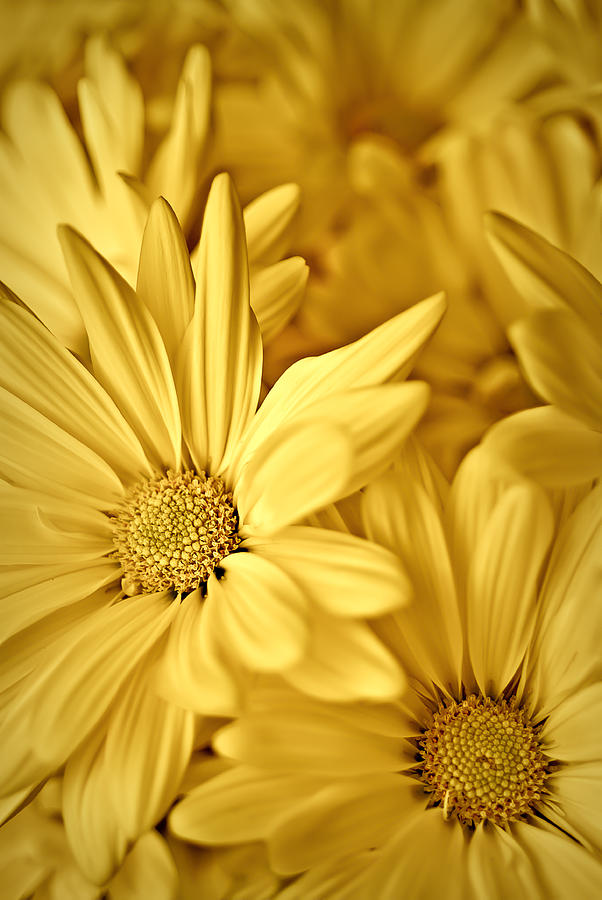 Yellow Daisies Photograph by Onyonet Photo studios