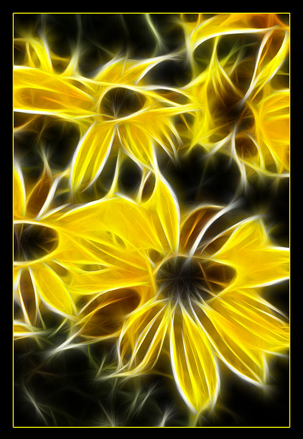 Yellow Daisies Photograph