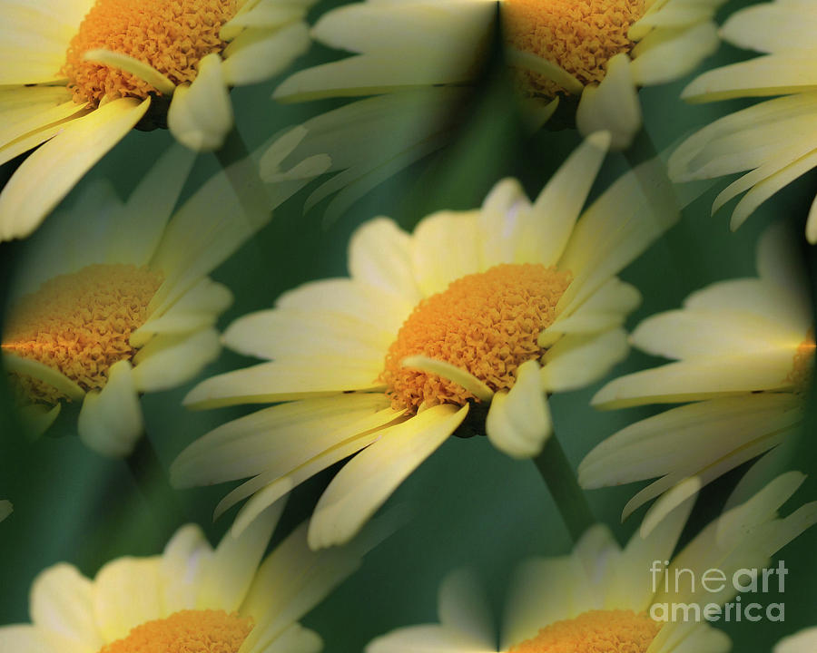 Yellow Daisies Photograph by Smilin Eyes Treasures