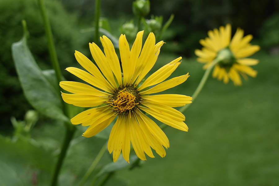 Yellow Daisy 1 Photograph by Nina Kindred