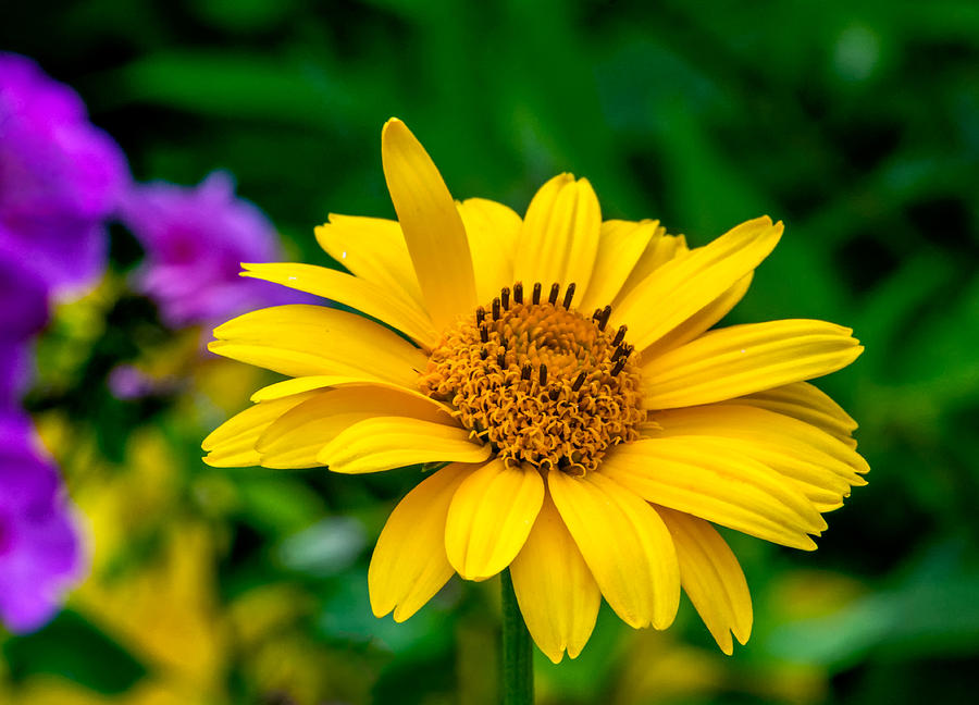 Yellow Daisy 2 Photograph by Steve Harrington