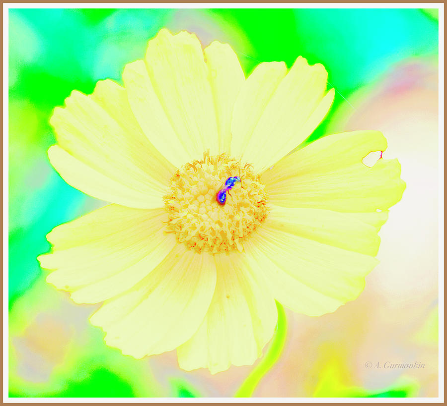 Yellow Daisy Digital Art by A Macarthur Gurmankin
