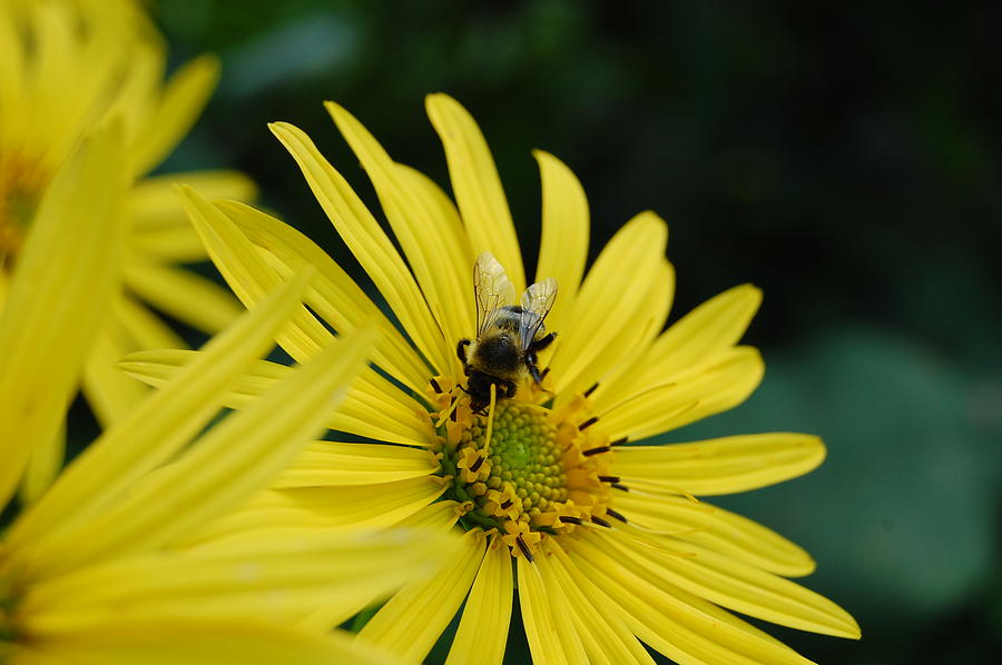 Daisy Photograph - Yellow Daisy and Bee  by Patricia Hubbard