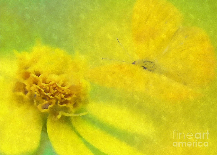 Yellow Daisy And Butterfly Mixed Media by Olga Hamilton