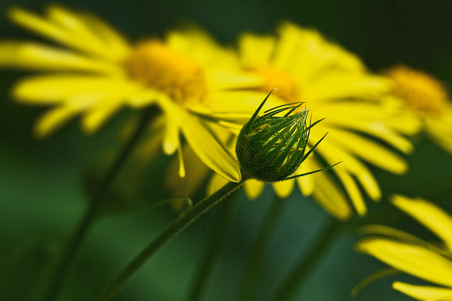 Yellow daisy bud Photograph by Roberto Pagani