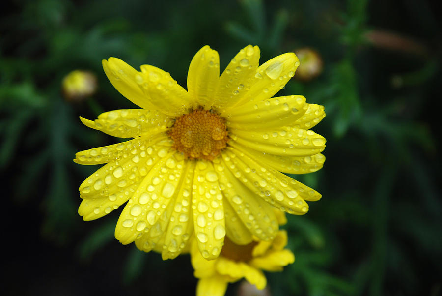 Yellow Daisy Photograph by Carol Eliassen
