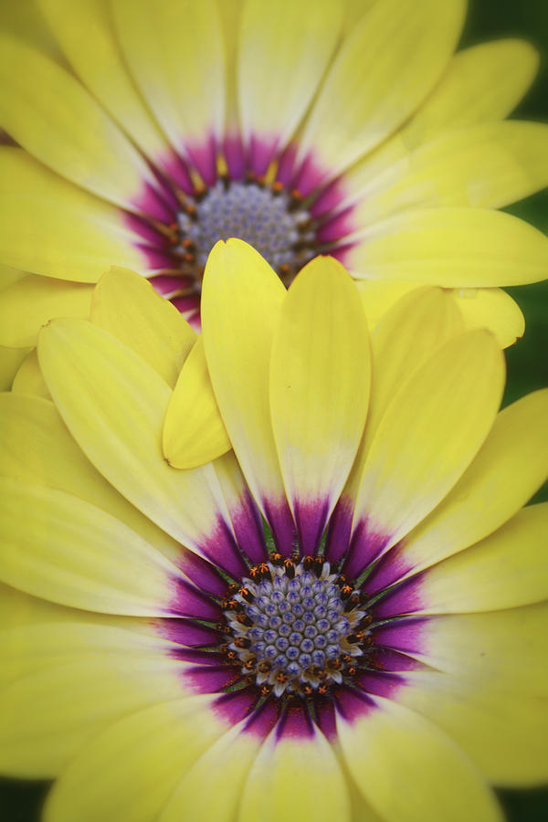 Yellow Daisy Close Up  Photograph by Saija Lehtonen