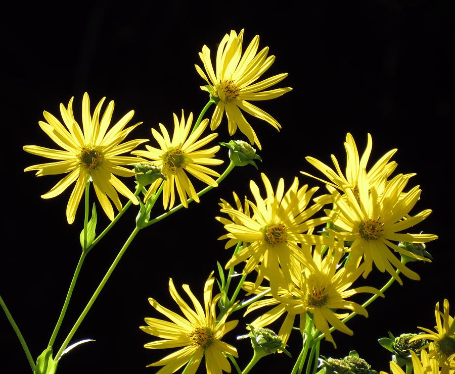 Yellow Daisy Craze - Flowers Photograph by MTBobbins Photography
