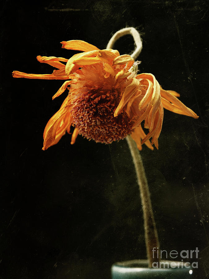 Yellow daisy flower Photograph by Andreas Berheide
