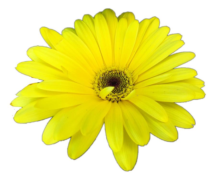 Yellow Daisy Flower by Delynn Addams Photograph by Delynn Addams