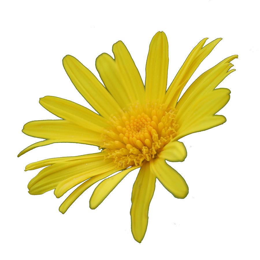Yellow Daisy Flower Isolated Photograph by Taiche Acrylic Art