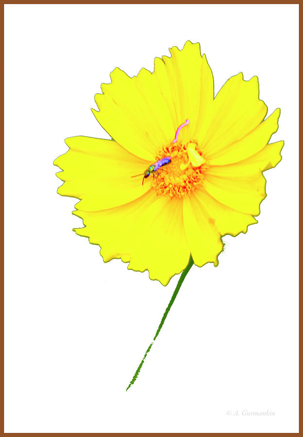Yellow Daisy Flower With Insect Pollinator Photograph