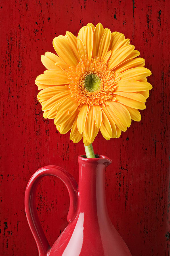 Daisy Photograph - Yellow daisy in red vase by Garry Gay