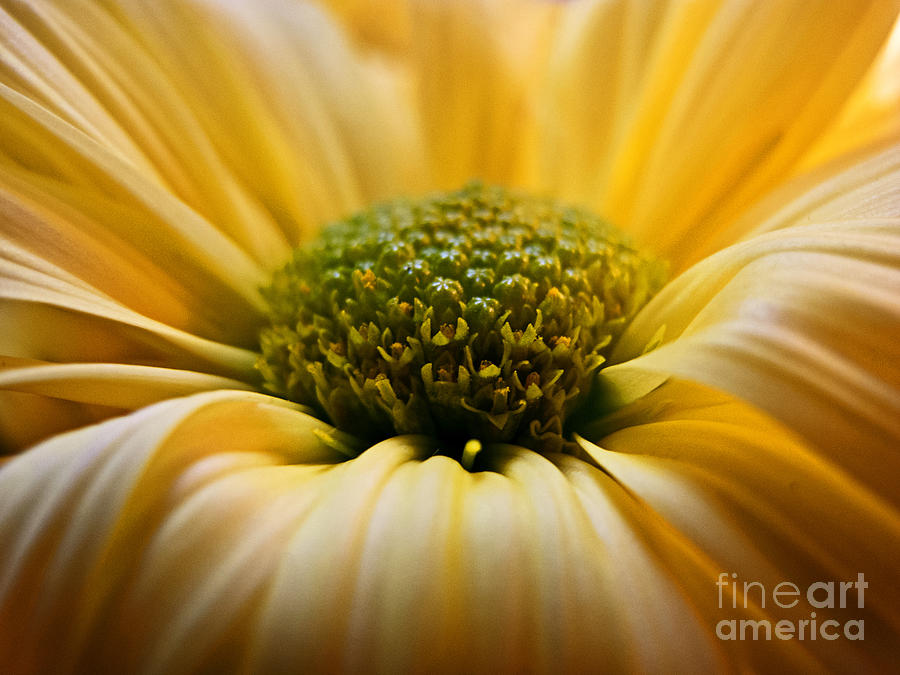 Daisy Photograph - Yellow Daisy by Kelly Holm