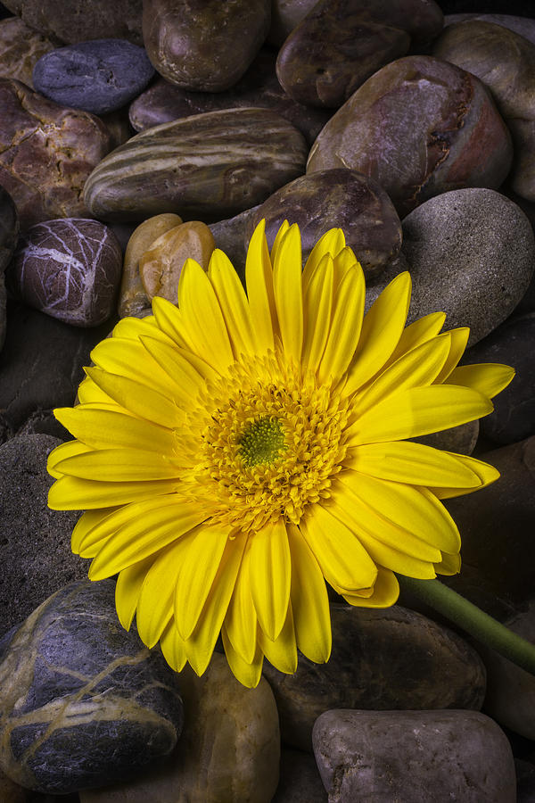 Yellow Daisy On River Stones Photograph by Garry Gay - Fine Art America