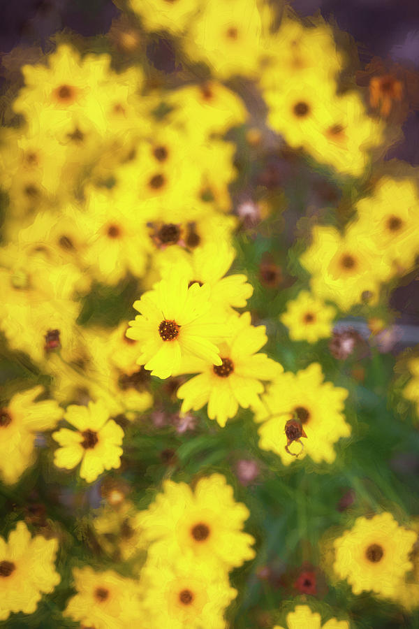 Yellow Daisy Rudbeckia Hirta 001 Photograph by Rich Franco