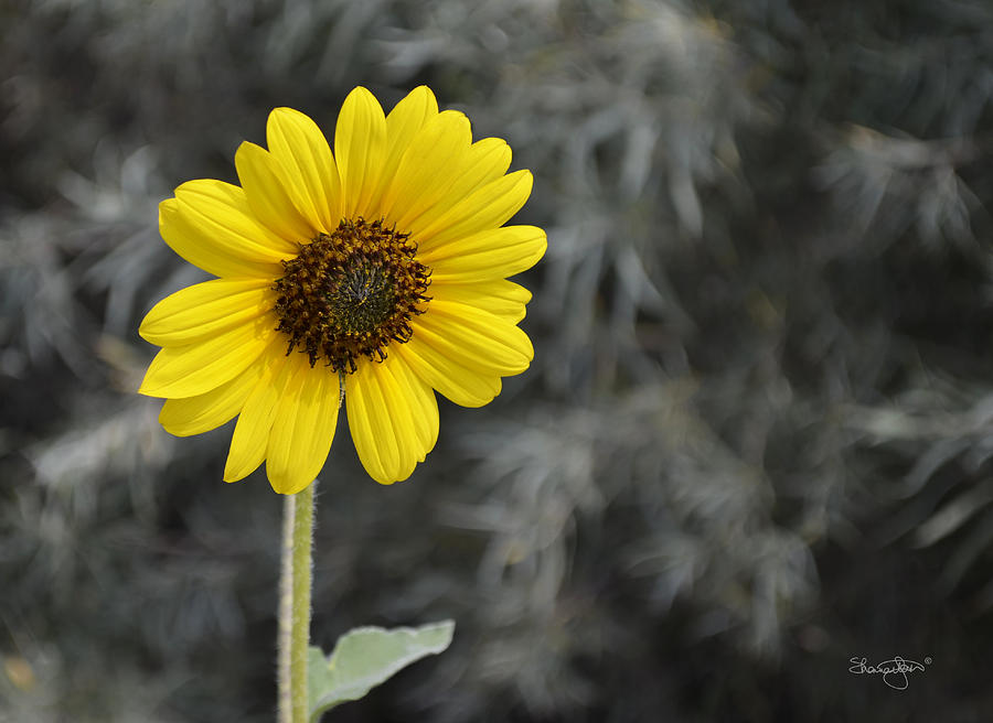 Yellow Daisy Photograph by Shanna Hyatt