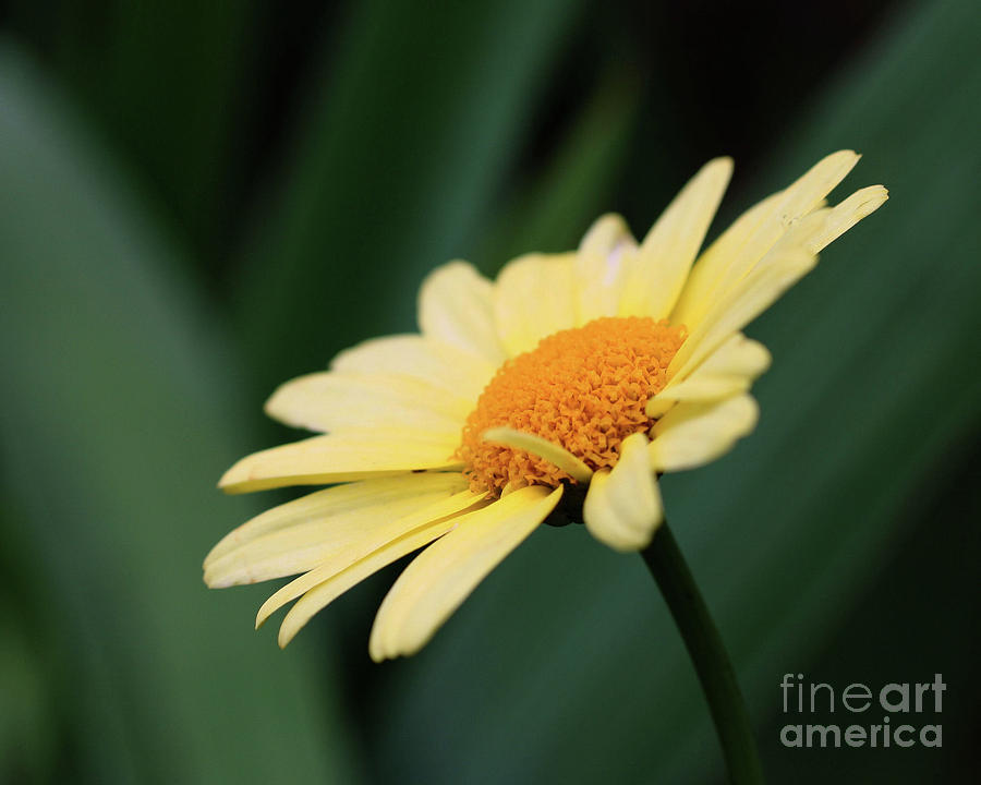 Yellow Daisy Photograph by Smilin Eyes Treasures