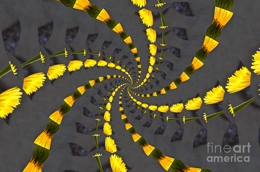 Yellow Daisy Spin Wheel Photograph