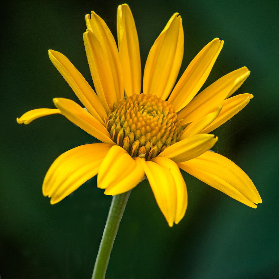 Yellow Daisy Photograph by Steve Harrington