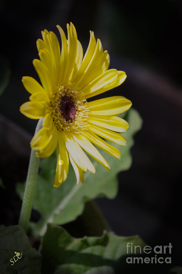 Yellow Daisy Sunshine Photograph by Sandra Clark