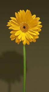 Daisy Photograph - Yellow Daisy With Olive Green Background by Paul Duda Daisy Photograph - Yellow Daisy With Olive Green Background by Paul Duda
