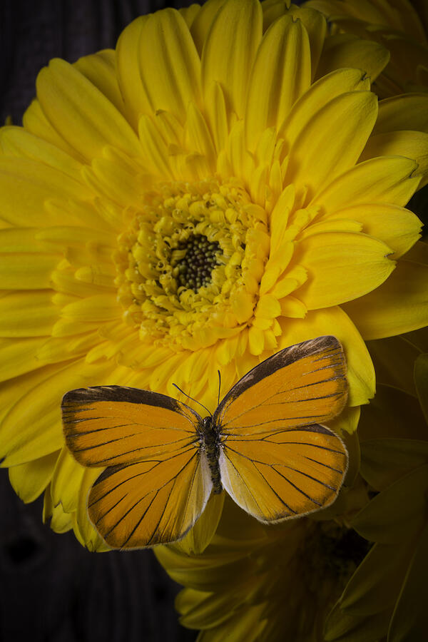 Yellow Daisy With Orange Butterfly Photograph by Garry Gay - Fine Art ...