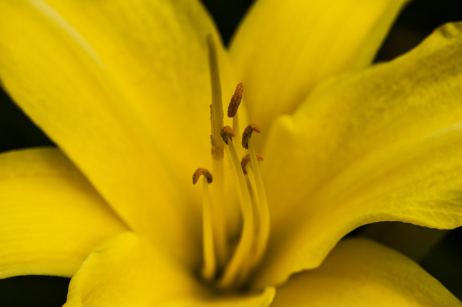 Yellow Photograph by Dan Hefle