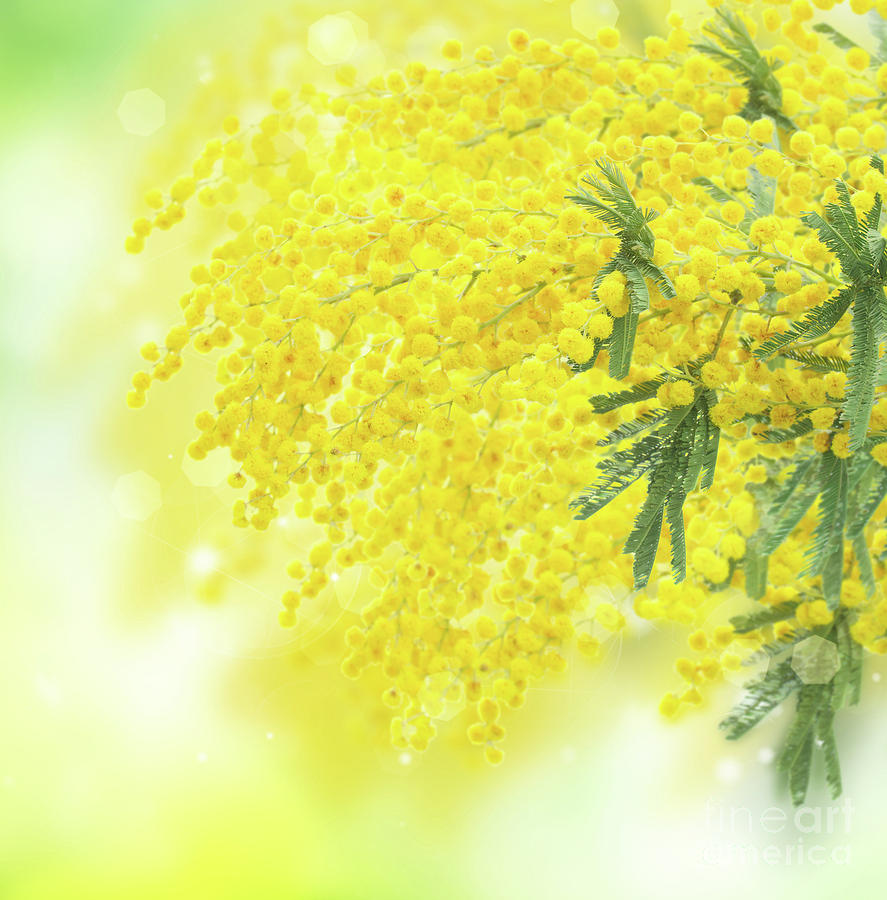 Yellow dance of Mimosa  Photograph by Anastasy Yarmolovich