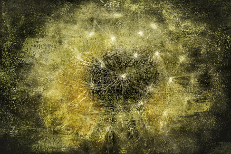 Yellow Dandelion Fluff Photograph by Fred Denner