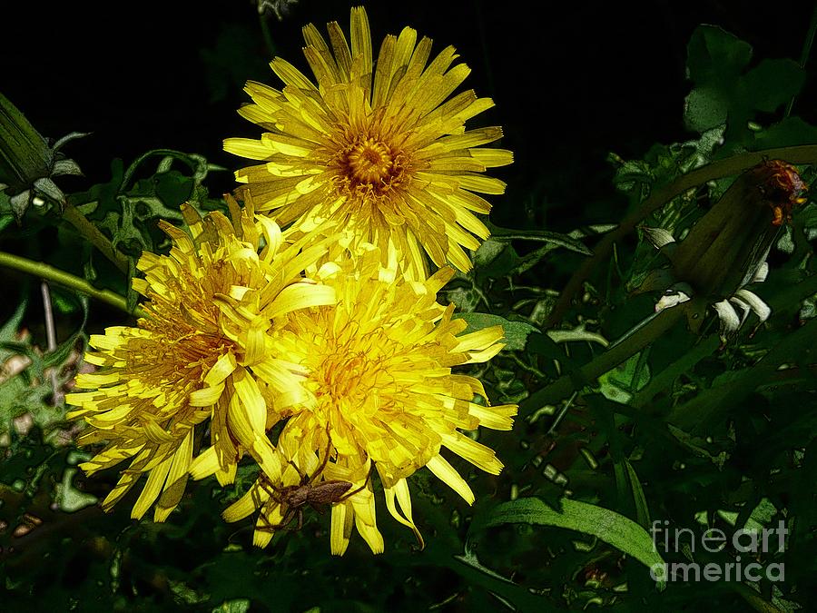 Yellow Dandelions Photograph by Jean Bernard Roussilhe